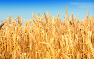 wheat-images-31